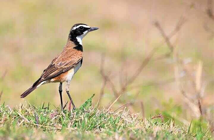 Capped Wheatear